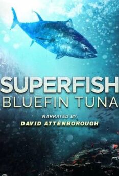 Superfish Bluefin Tuna                                2012